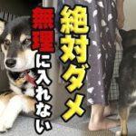 【柴犬】【クレートトレーニング】過去にクレートトレーニングをしてたけど、忘れてしまったので、思い出してもらう為にクレートトレーニングをしました。