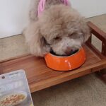 犬の幼稚園 ハニちゃんとトレーニング