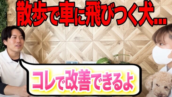 【犬しつけ】散歩で吠える、車にとびつく犬はコレで改善してください。