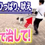 【犬しつけ】散歩のひっぱり、吠えはコレで治せます！【プロドッグトレーナー 解説】