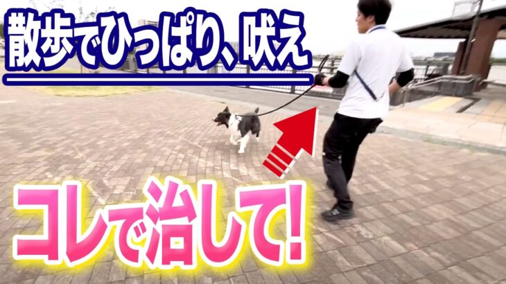 【犬しつけ】散歩のひっぱり、吠えはコレで治せます！【プロドッグトレーナー 解説】