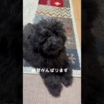 【子犬しつけ】ふせを覚えるために頑張るトイプードルです☺️#トイプードル #犬 #犬のいる生活 #犬しつけ #かわいい犬