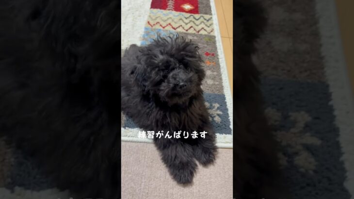 【子犬しつけ】ふせを覚えるために頑張るトイプードルです☺️#トイプードル #犬 #犬のいる生活 #犬しつけ #かわいい犬