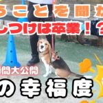 【#犬#しつけ】幸福度爆上げ！！愛犬があなたの気持ちを読んで行動できるようになる！　#ドッグトレーニング#犬のしつけ #ビーグル