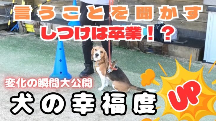 【#犬#しつけ】幸福度爆上げ！！愛犬があなたの気持ちを読んで行動できるようになる！　#ドッグトレーニング#犬のしつけ #ビーグル