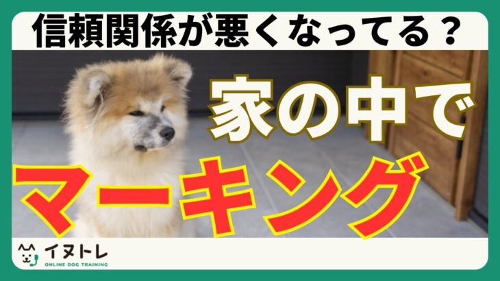 【信頼関係悪化のサイン？】犬が家の中でマーキングをする理由とは？