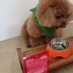 犬の幼稚園 ひなたくんとトレーニング