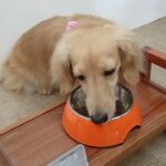 犬の幼稚園 凜ちゃんとトレーニング