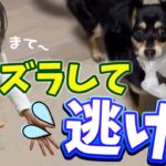 【捕まえようとすると逃げる】マテで止まる離せる犬のしつけ