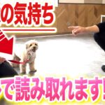 【犬しつけ】愛犬の気持ちを読みとる方法！【プロドッグトレーナー解説】