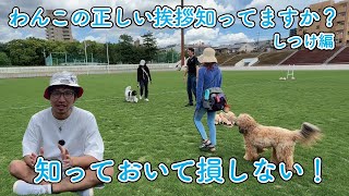 【しつけ編】わんこの挨拶・褒め方・おすわりについて