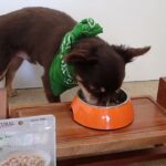 犬の幼稚園 コアくんとトレーニング