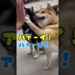 はいはーい！！#犬の保育園 #しつけ #しつけトレーニング #おて #ご褒美