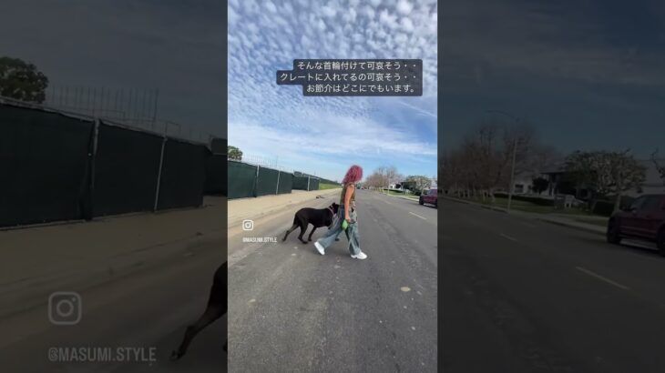 犬の挨拶　犬のしつけ　飼い主の教育