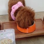 犬の幼稚園 ティアラちゃんとトレーニング