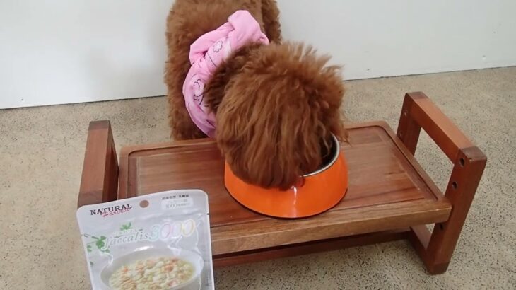 犬の幼稚園 ティアラちゃんとトレーニング