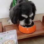 犬の幼稚園 アオくんとトレーニング