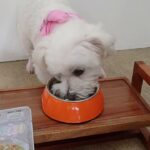 犬の幼稚園 華ちゃんとトレーニング