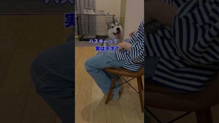 ハスキー実は頭いい説#シベリアンハスキー #犬のいる暮らし #犬のしつけ #犬との暮らし #かわいい犬 #わんことの日常 #いぬちゅーぶ #犬の芸 #ハスキン