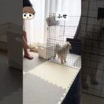 これが反抗期か？#犬 #ポメラニアン #反抗期 #しつけ #いやいや期