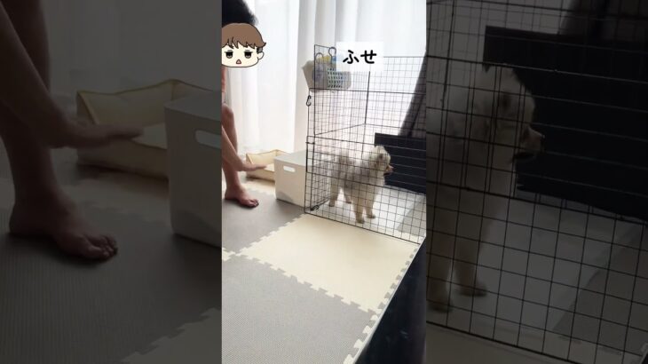 これが反抗期か？#犬 #ポメラニアン #反抗期 #しつけ #いやいや期