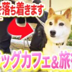 【犬しつけ】ドッグカフェ、旅行で落ちつける愛犬になる方法【ドッグトレーナー解説】