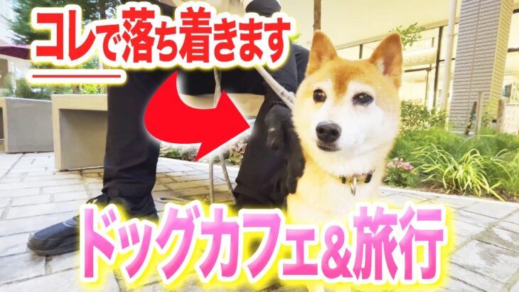 【犬しつけ】ドッグカフェ、旅行で落ちつける愛犬になる方法【ドッグトレーナー解説】