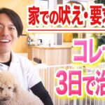 【犬しつけ】犬の要求吠えはコレで治ります。【ドッグトレーナー解説】