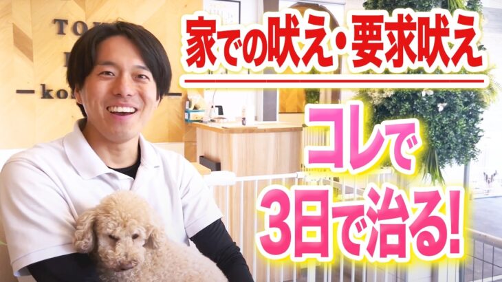 【犬しつけ】犬の要求吠えはコレで治ります。【ドッグトレーナー解説】