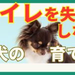 【叱ると逆効果？！】トイレを失敗しない犬に育てるために、失敗の６つの理由と対処法をチェック！