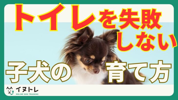 【叱ると逆効果？！】トイレを失敗しない犬に育てるために、失敗の６つの理由と対処法をチェック！