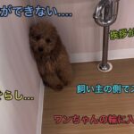 【神回】犬友達ができなかった愛犬が、クレートトレーニングをしたら卒業日には感動の結末に….