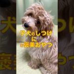 犬のしつけにご褒美おやつ活用しています。#マルプー  #かわいい犬　　　#マルプー連合　#いぬのいる生活    #ワンコのいる生活