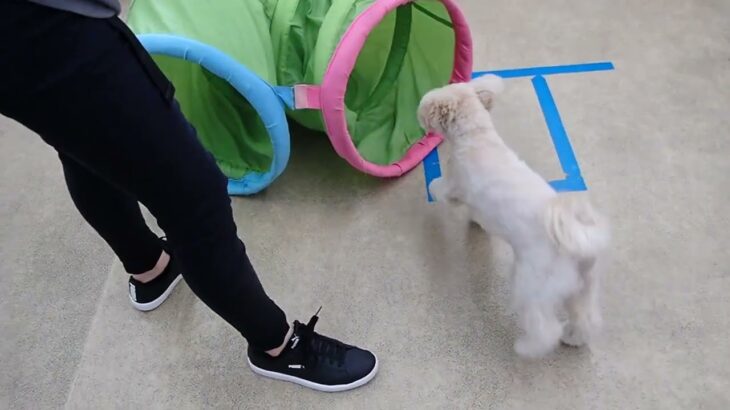 犬の幼稚園 空ちゃんとトレーニング