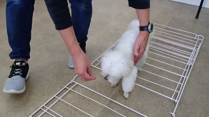 犬の幼稚園 源くんとトレーニング