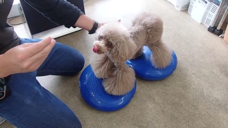 犬の幼稚園 アンジュちゃんとトレーニング