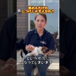 犬は褒めるしつけじゃダメなの？