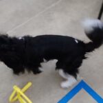 犬の幼稚園 トイちゃんとトレーニング