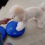 犬の幼稚園 レオくんとトレーニング