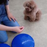 犬の幼稚園 ひなたくんとトレーニング