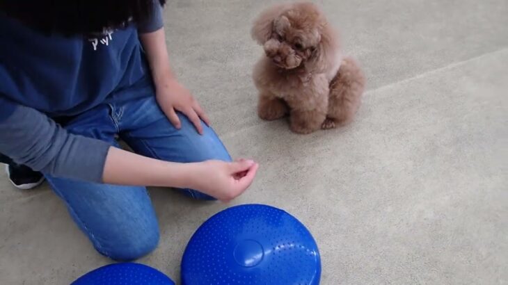 犬の幼稚園 ひなたくんとトレーニング