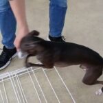 犬の幼稚園 れもんちゃんとトレーニング