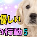 【特別な才能】【特に 心のやさしい犬の行動５】穏やかで思いやりのある特に心のやさしい犬の行動を詳しく解説!! 感動的な行動を紹介します!!#ペット #犬のしつけ #犬の健康