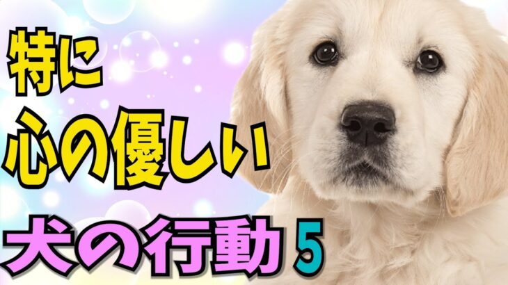 【特別な才能】【特に 心のやさしい犬の行動５】穏やかで思いやりのある特に心のやさしい犬の行動を詳しく解説!! 感動的な行動を紹介します!!#ペット #犬のしつけ #犬の健康