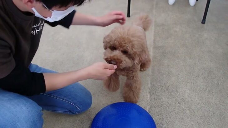 犬の幼稚園 たろうくんとトレーニング