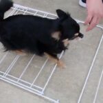 犬の幼稚園 ショコラくんとトレーニング