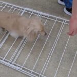 犬の幼稚園 にこまるくんとトレーニング