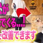 【犬しつけ】子犬が噛んでくる時は、コレで解決できます【柴犬】