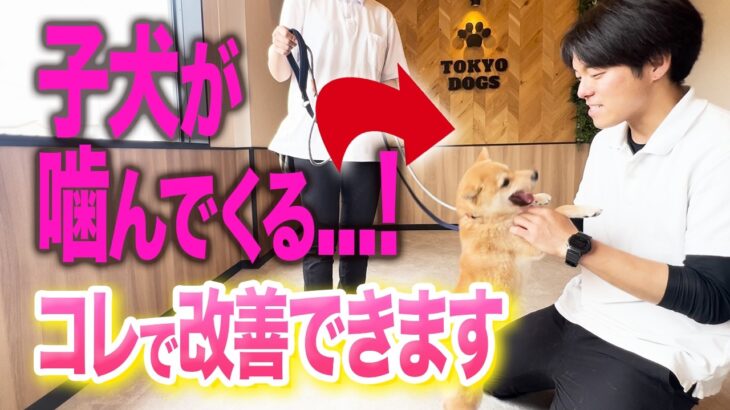 【犬しつけ】子犬が噛んでくる時は、コレで解決できます【柴犬】