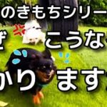 【犬 ドッグラン 】犬同士の相性！なぜこうなったのか解説します！犬のしつけエマチャンネル【犬のしつけ＠横浜】